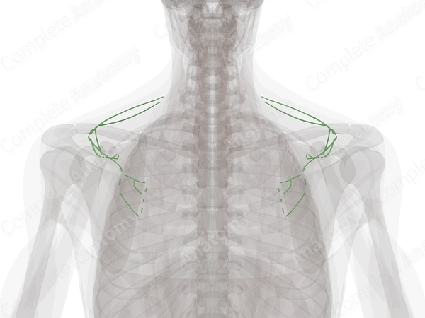 Lymph Vessels of Back