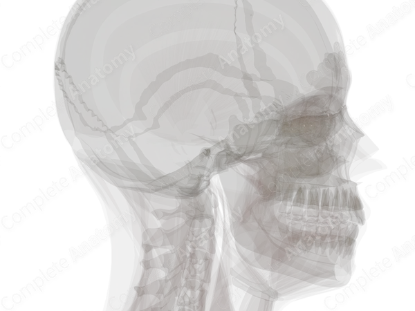 Ligaments of Auditory Ossicles (Left)