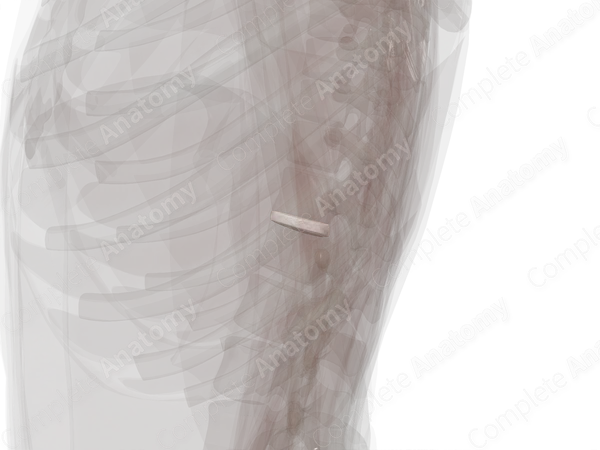 Intervertebral Symphysis (T11-T12)