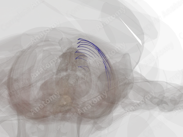Anterior Intercostal Veins (Left)
