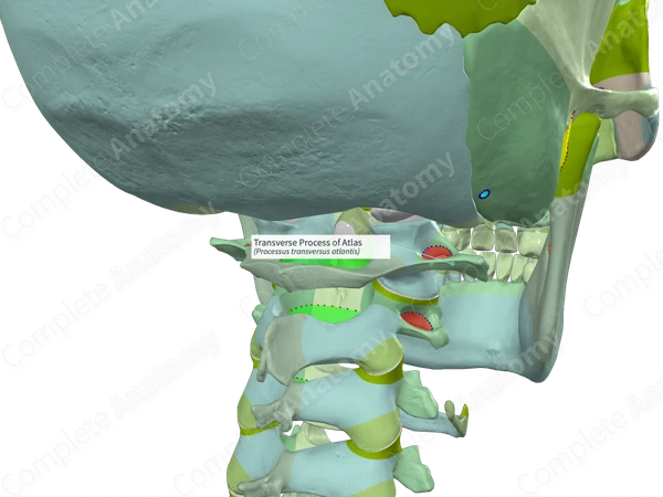 Transverse Process of Atlas (Left)