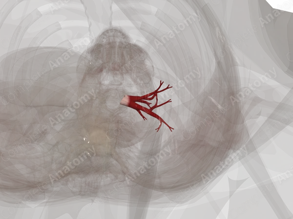 Pulmonary Veins of Left Lung