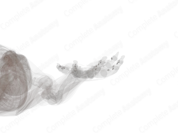 Vincula Tendinum of Hand (Left)