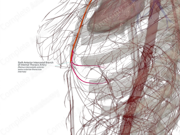 Sixth Anterior Intercostal Branch of Internal Thoracic Artery (Left)