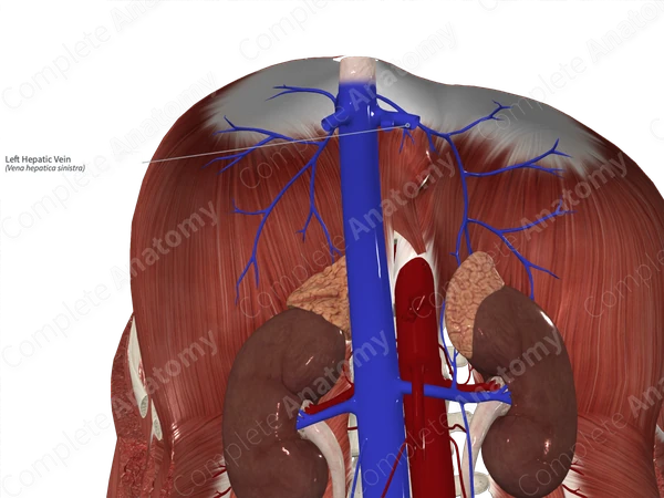 Left Hepatic Vein
