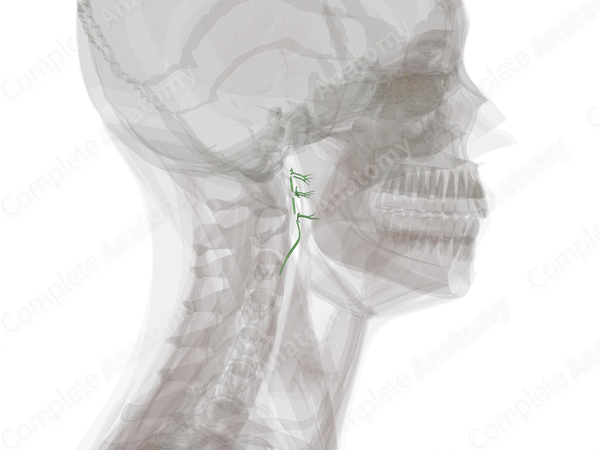 Retropharyngeal Lymph Vessels