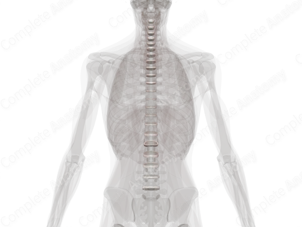 Intervertebral Symphysis