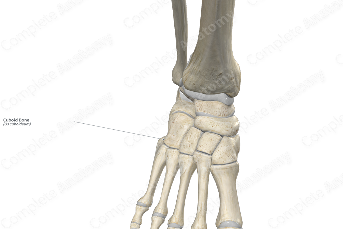 Cuboid Bone | Complete Anatomy