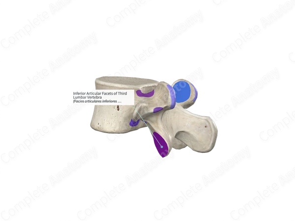 Inferior Articular Facets of Third Lumbar Vertebra