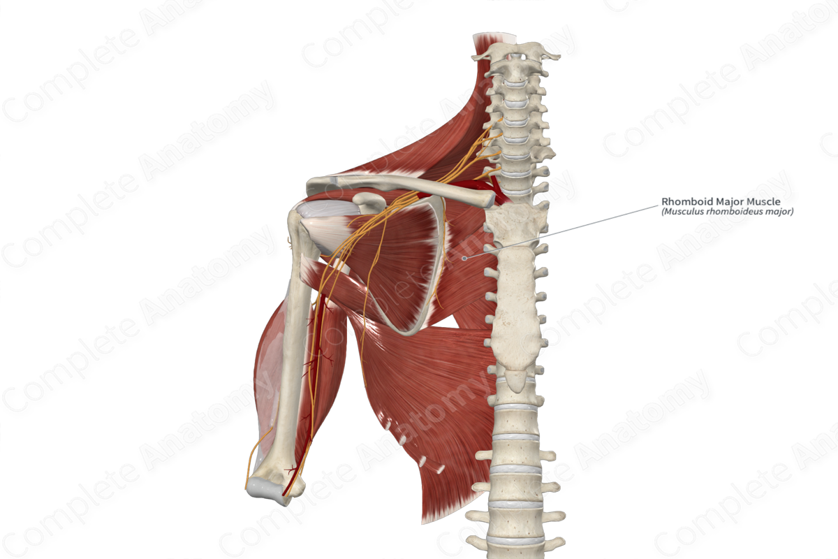 Rhomboid Major Muscle | Complete Anatomy