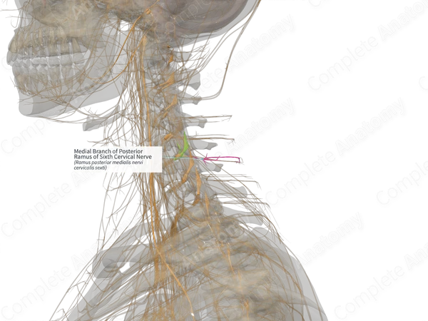 Medial Branch of Posterior Ramus of Sixth Cervical Nerve (Left)