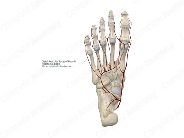 Distal Articular Facet of Fourth Metatarsal Bone