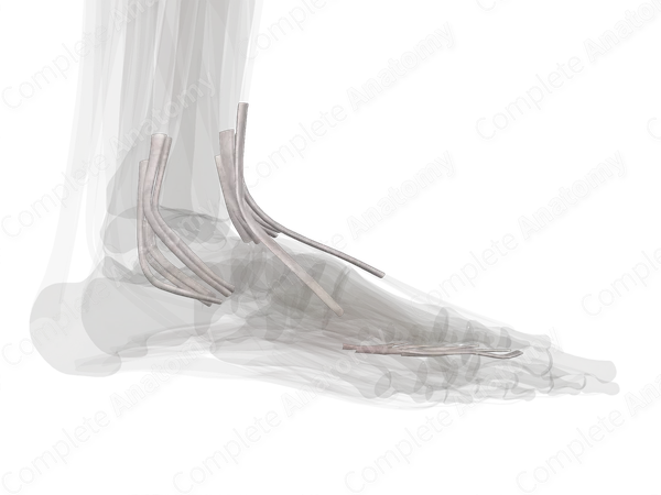 Tendon Sheaths of Lower Limb (Left)