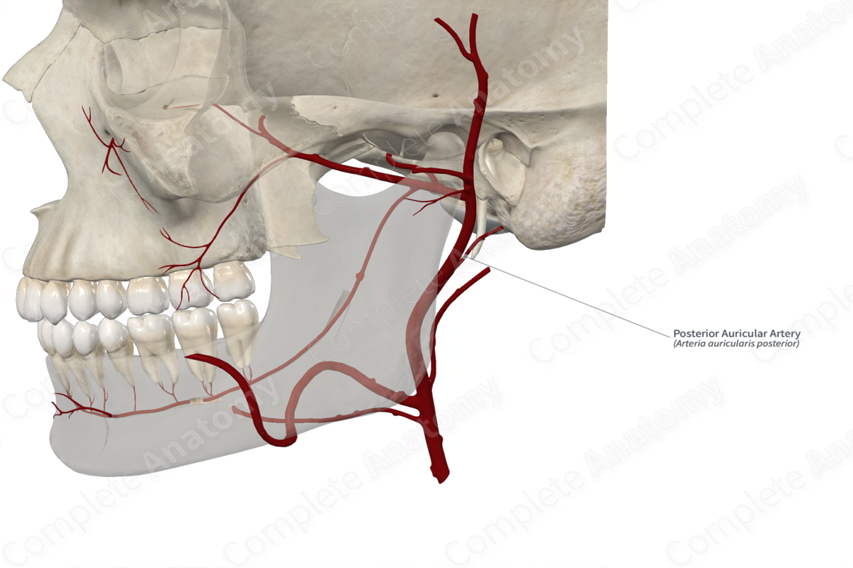 Posterior Auricular Artery 