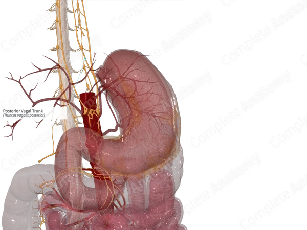 Posterior Vagal Trunk