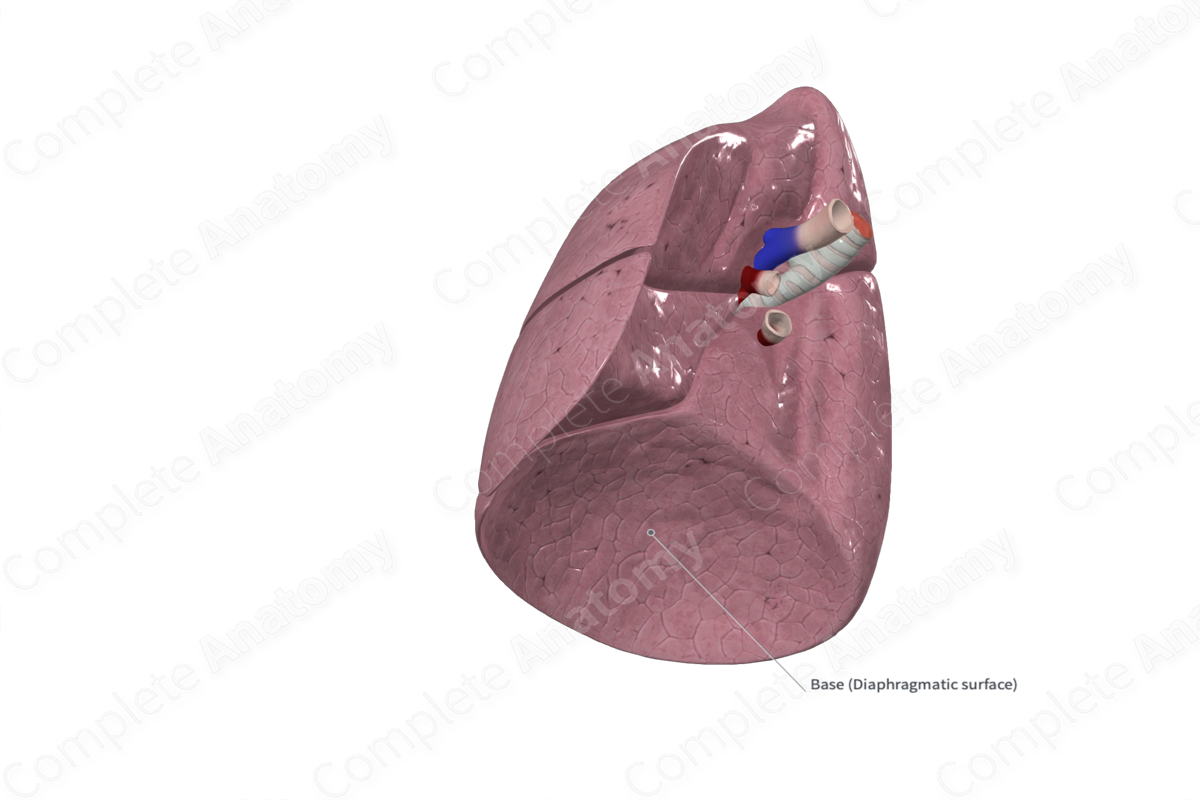 Inferior Lobe of Right Lung