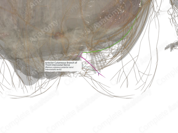 Anterior Cutaneous Branch of Third Intercostal Nerve (Left)