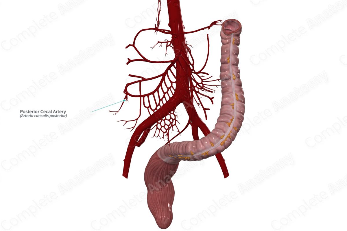 Posterior Cecal Artery