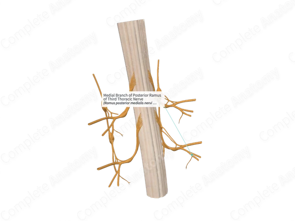 Medial Branch of Posterior Ramus of Third Thoracic Nerve 