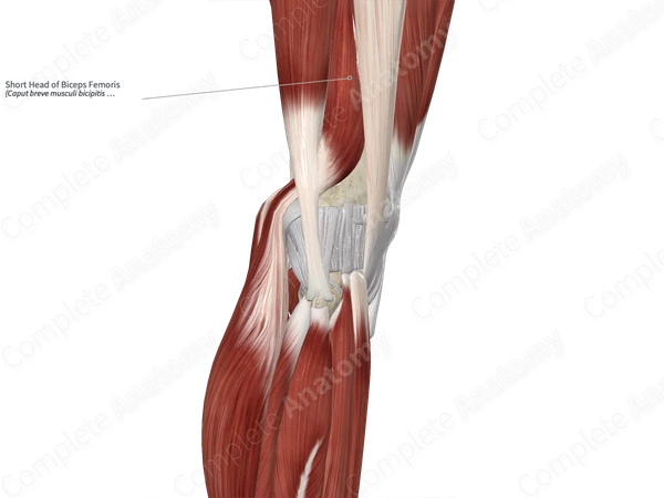 Short Head of Biceps Femoris