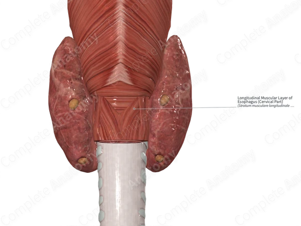 Longitudinal Muscular Layer of Esophagus (Cervical Part)