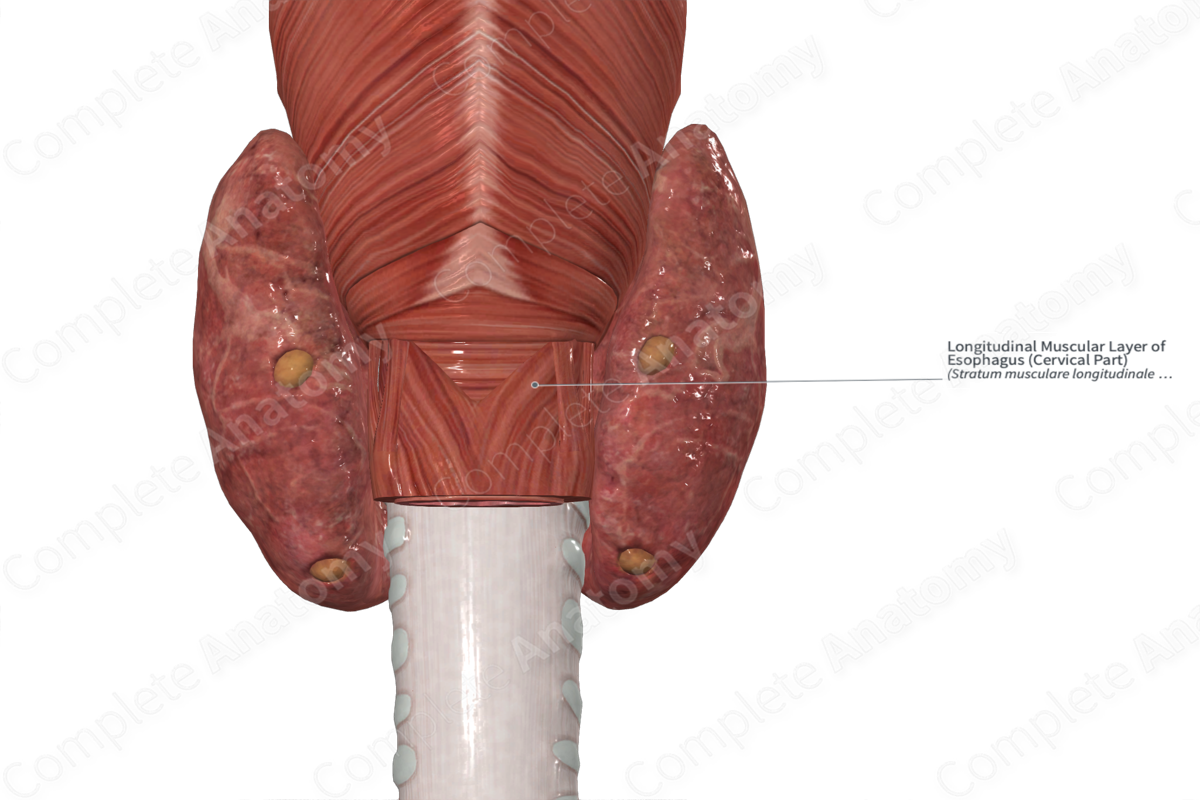 Longitudinal Muscular Layer of Esophagus (Cervical Part)