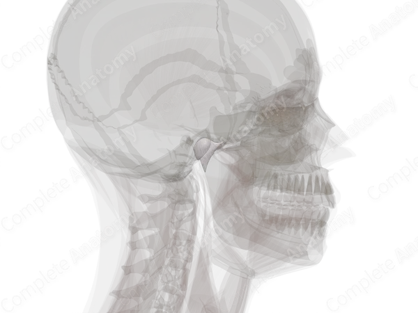 Temporomandibular Joint