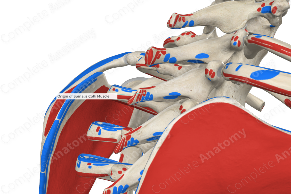 Origin of Spinalis Colli Muscle