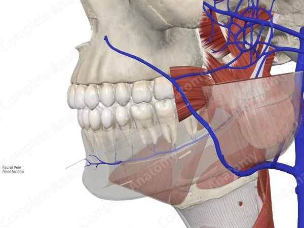 Facial Vein