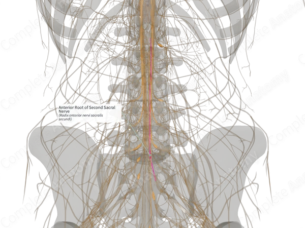 Anterior Root of Second Sacral Nerve (Left)