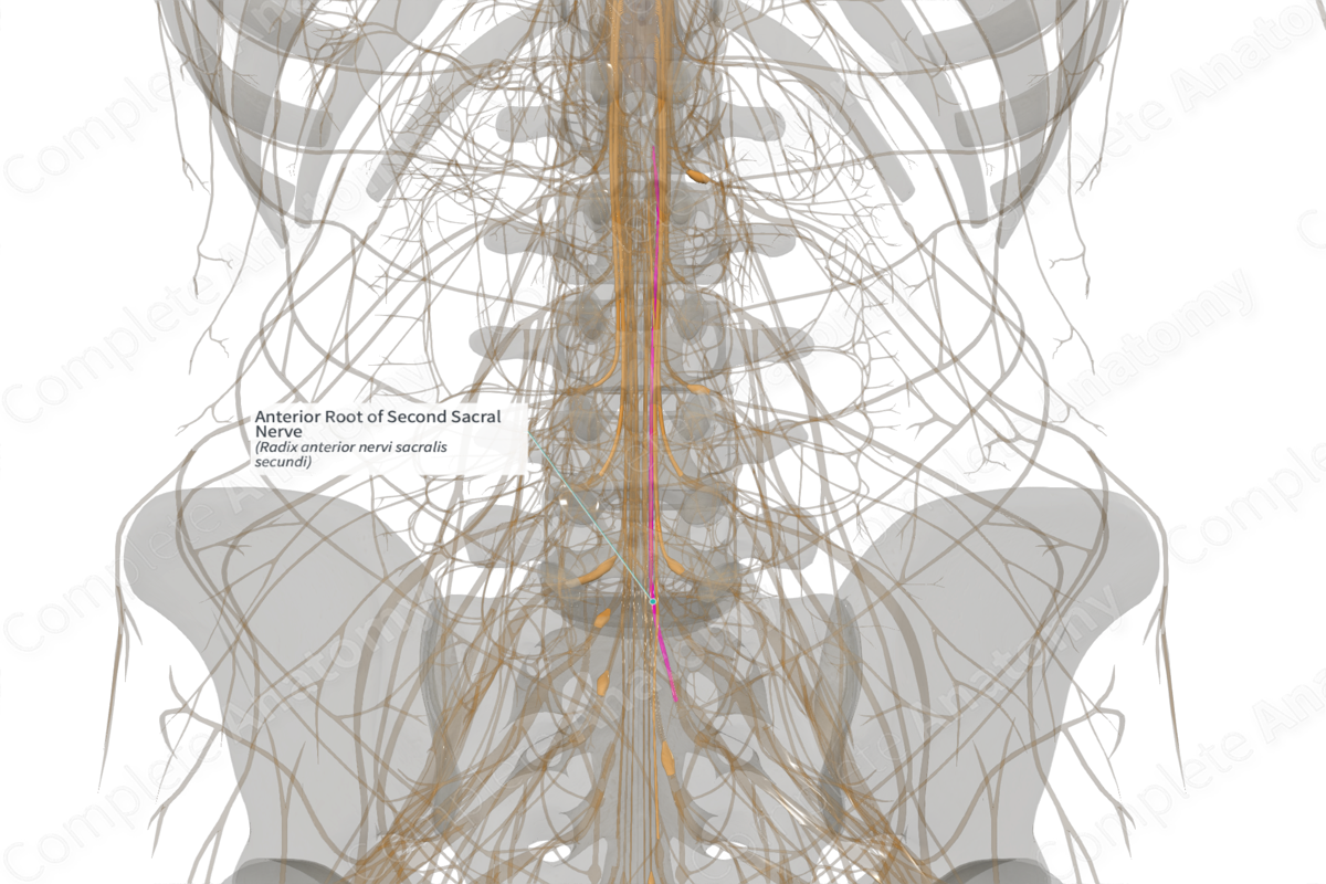 Anterior Root of Second Sacral Nerve (Left)