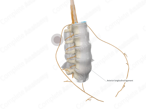 Anterior Longitudinal Ligament (Lumbar Part)