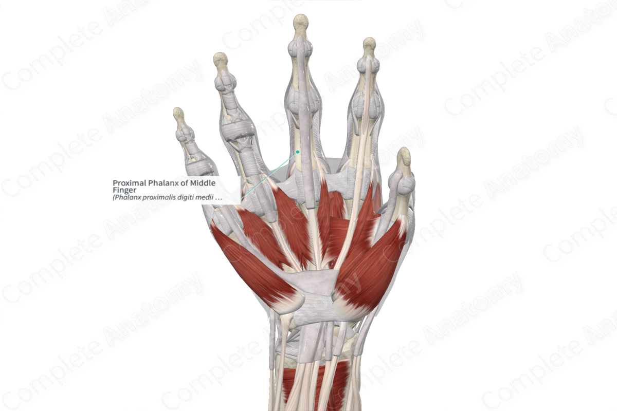 Proximal Phalanx of Middle Finger 