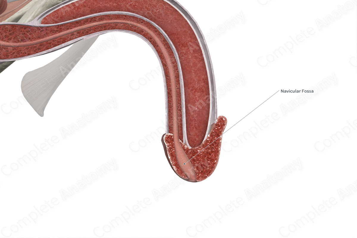 Navicular Fossa of Urethra