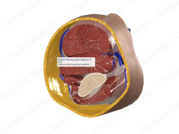 Medial Intermuscular Septum of Arm
