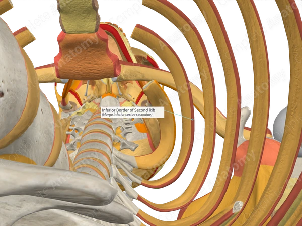 Inferior Border of Second Rib Complete Anatomy