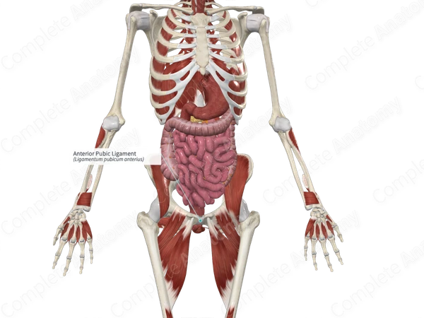Anterior Pubic Ligament