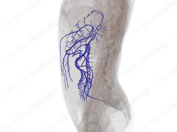 Tributaries of Hepatic Portal Vein