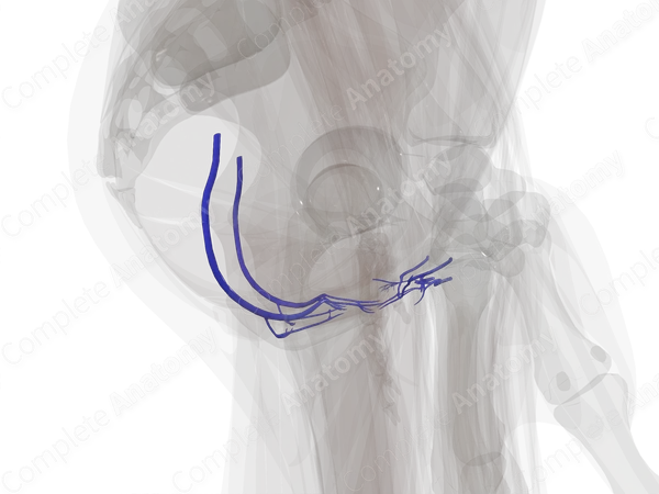 Veins of Perineum