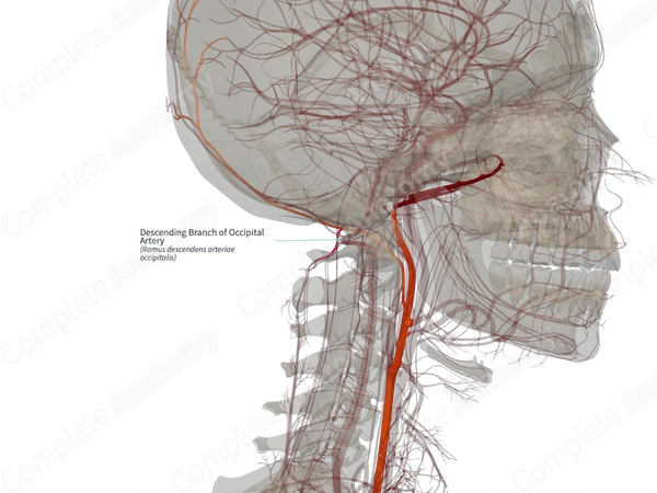 Descending Branch of Occipital Artery (Left)