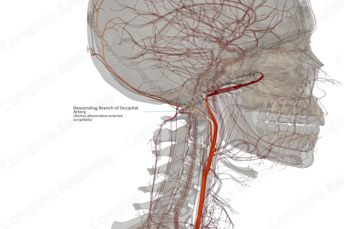 Descending Branch of Occipital Artery (Left)