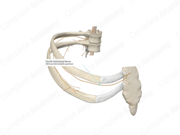 Fourth Intercostal Nerve