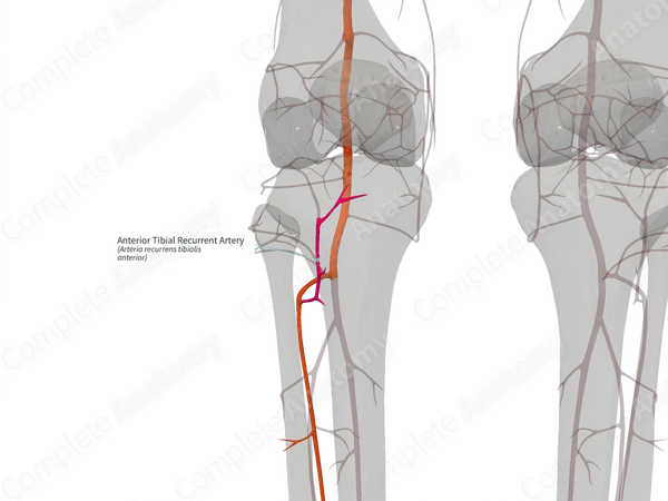 Anterior Tibial Recurrent Artery (Left)