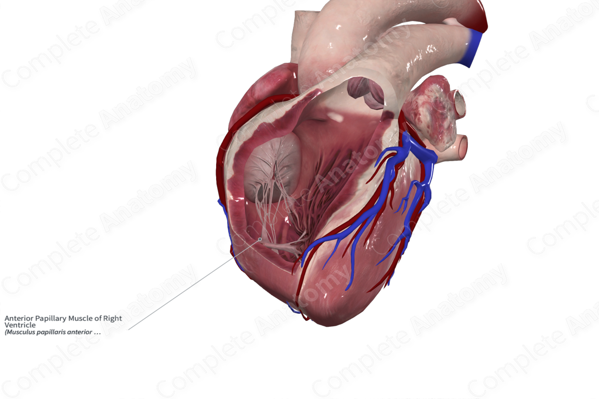 Anterior Papillary Muscle of Right Ventricle
