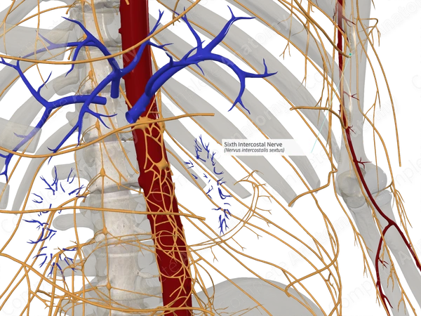 Sixth Intercostal Nerve