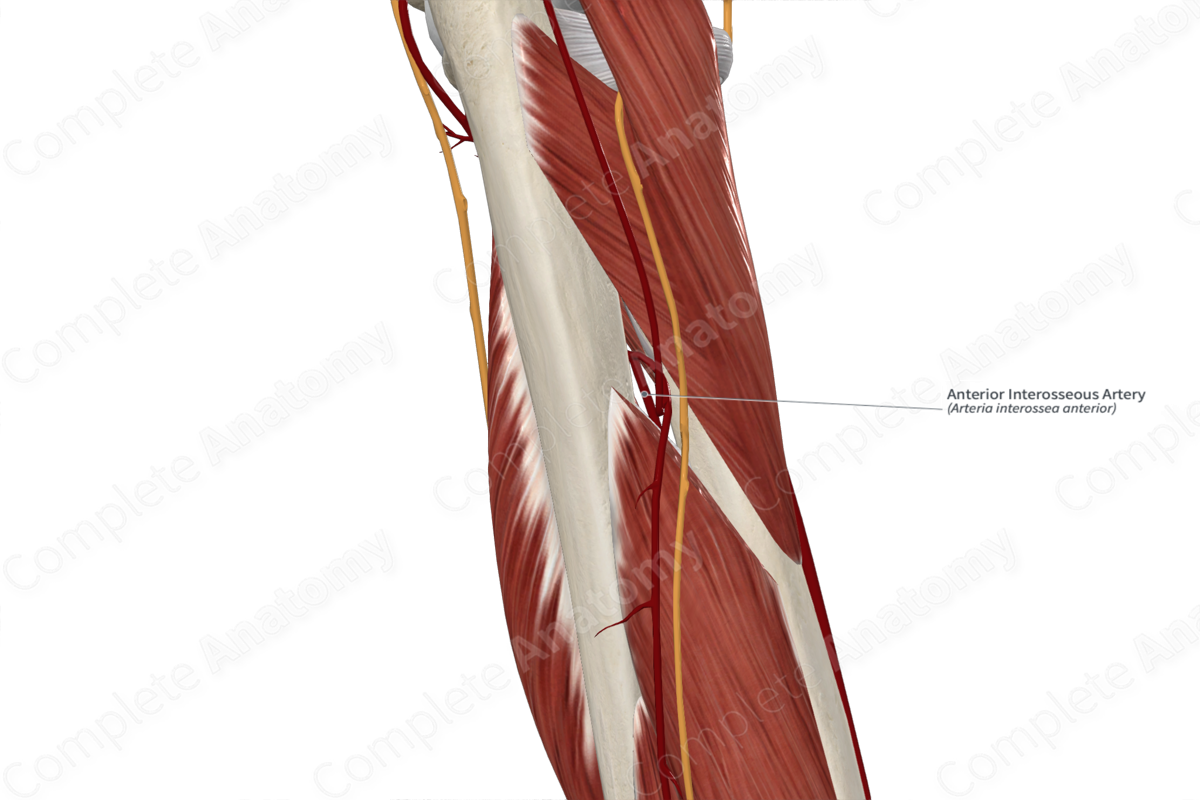 Anterior Interosseous Artery 
