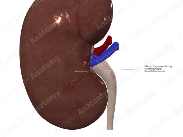 Fibrous Capsule of Kidney (Anterior; Right)
