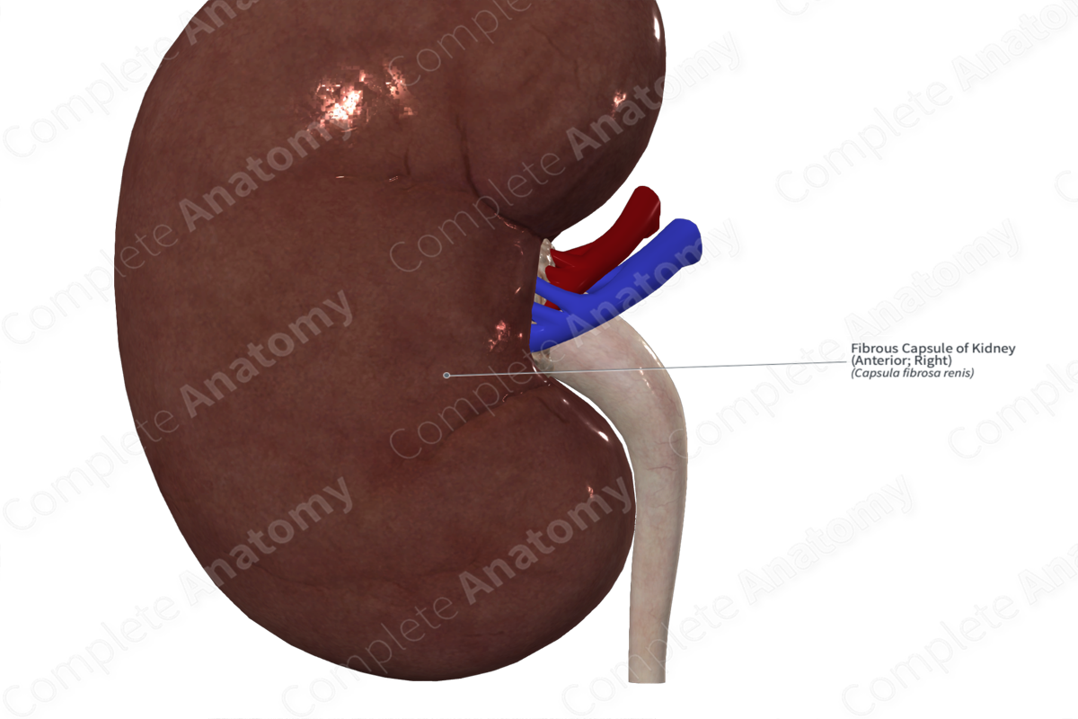 Fibrous Capsule of Kidney (Anterior; Right)