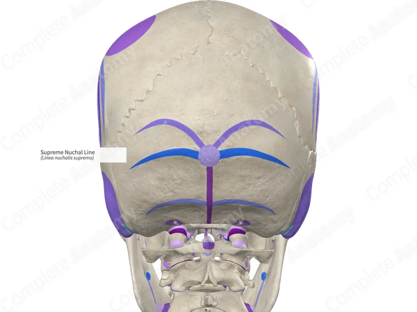 Supreme Nuchal Line (Right)