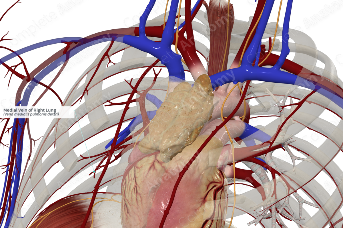 Medial Vein of Right Lung